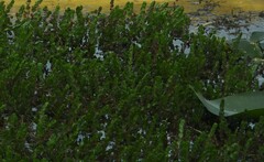 Rotala rotundifolia