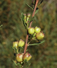 Dodonaea concinna