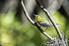 Setophaga virens