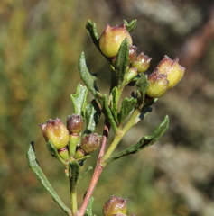 Dodonaea concinna