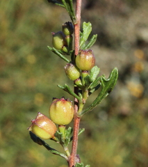 Dodonaea concinna