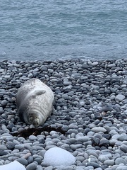 Leptonychotes weddellii