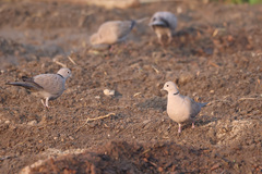 Streptopelia decaocto