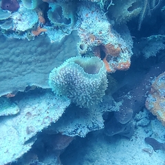 Callyspongia plicifera