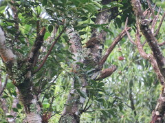 Dryobates spilogaster