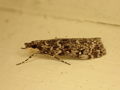 Eudonia philerga