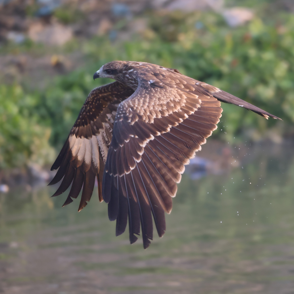 Black-eared Kite