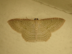 Poecilasthena pulchraria