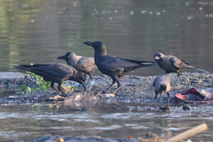 Corvus macrorhynchos