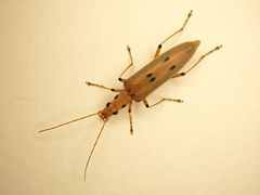 Parisopalpus nigronotatus