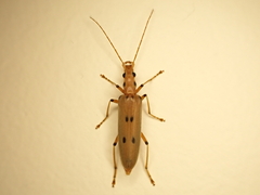 Parisopalpus nigronotatus