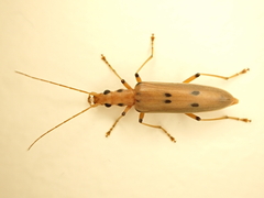 Parisopalpus nigronotatus