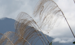 Miscanthus floridulus