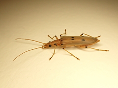 Parisopalpus nigronotatus