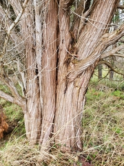 Juniperus maritima