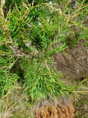 Juniperus maritima