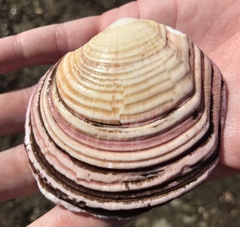 Semele decisa