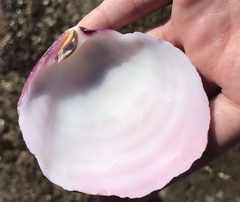 Semele decisa
