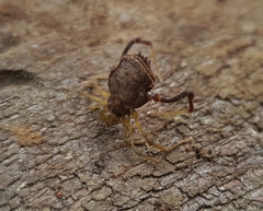 Acanthoprocta pustulata