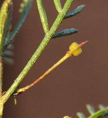 Dodonaea inaequifolia