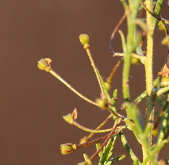 Dodonaea inaequifolia