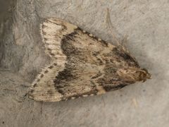 Aglossa cacamica
