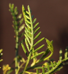 Dodonaea inaequifolia
