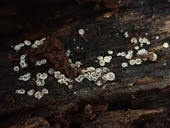 Chlorosplenium chlora