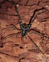 Sadocus asperatus