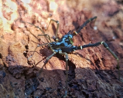 Sadocus asperatus