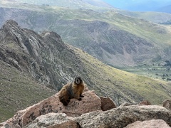 Marmota flaviventris