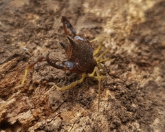 Acanthoprocta pustulata