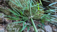 Arthrostylidiinae