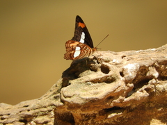 Adelpha thessalia