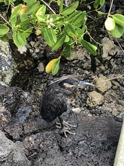 Nyctanassa violacea pauper