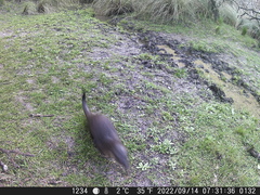 Lontra longicaudis