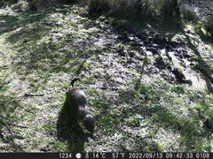 Lontra longicaudis