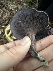 Hydnellum fuscoindicum