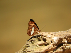 Adelpha thessalia