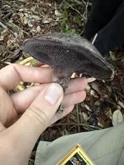 Hydnellum fuscoindicum