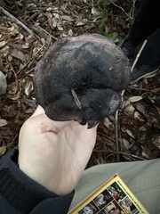 Hydnellum fuscoindicum