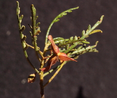 Dodonaea inaequifolia