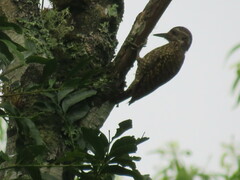 Dryobates spilogaster