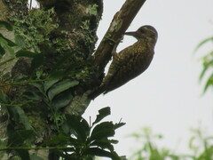Dryobates spilogaster