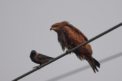 Milvus migrans