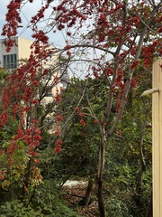 Barnebydendron riedelii