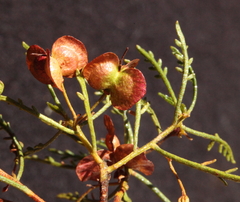 Dodonaea inaequifolia