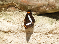 Adelpha iphiclus