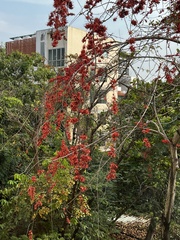 Barnebydendron riedelii