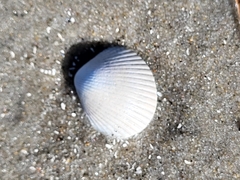 Lunarca ovalis